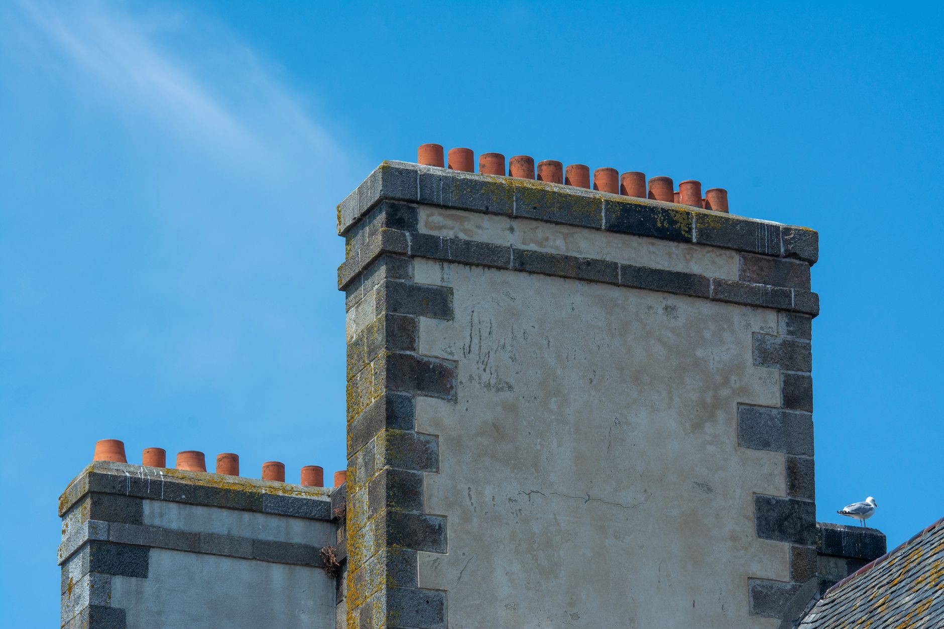 Squirrel on a rooftop near a chimney — animals in chimney guide for homeowners